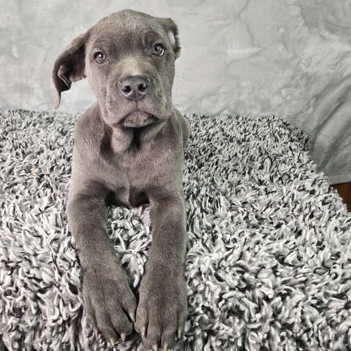 Female Cane Corso puppy named Olive for sale at Puppy Dreams - Junction City.