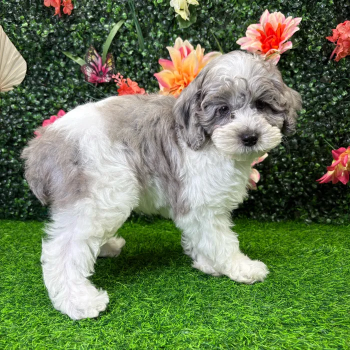 Male Cockapoo puppy named Ollie for sale at Puppy Dreams - Wichita West.