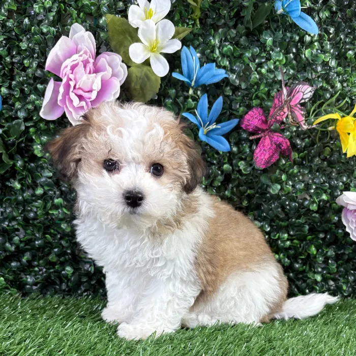 Female Bichon-Poodle puppy named Mozzarella for sale at Puppy Dreams - Wichita West.