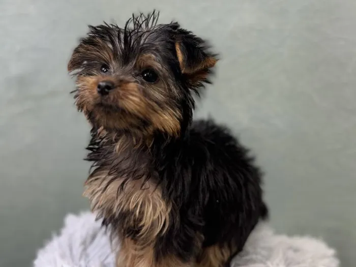 Male Yorkie Puppy for Sale in Wichita, KS