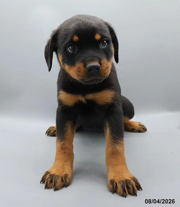 Female Rottweiler puppy for sale at Puppy Dreams - Wichita West.