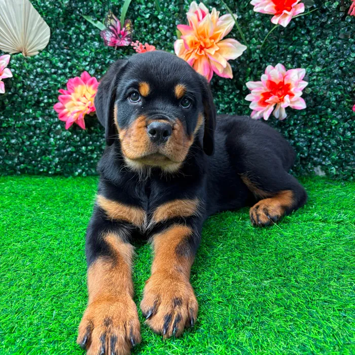 Female Rottweiler puppy named Lillith for sale at Puppy Dreams - Wichita West.