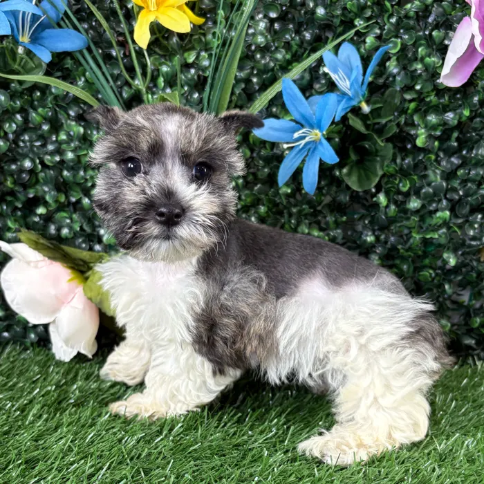 Female Mini Schnauzer puppy named Betty for sale at Puppy Dreams - Junction City.