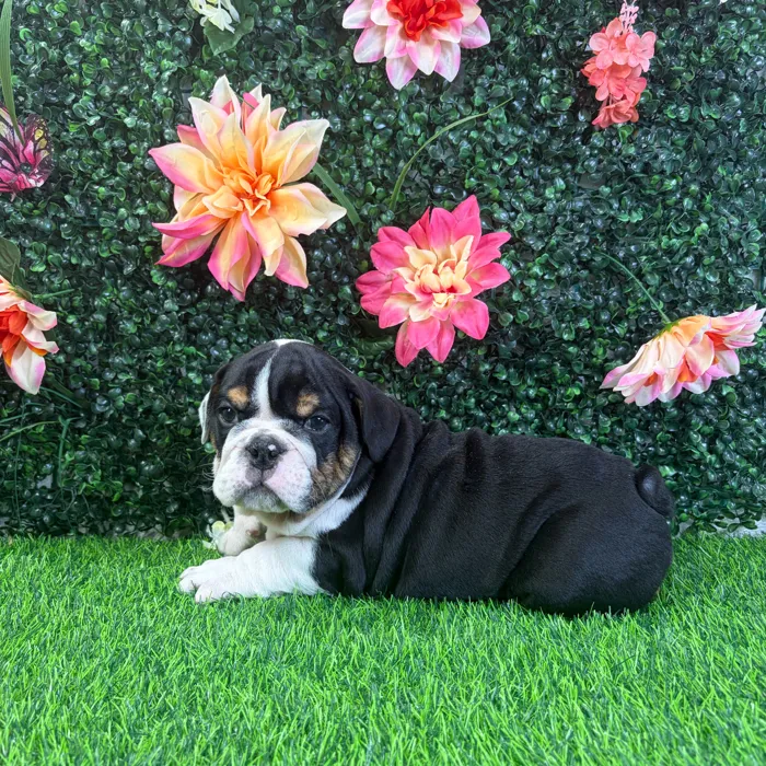 Male English Bulldog puppy named Tank for sale at Puppy Dreams - Wichita West.