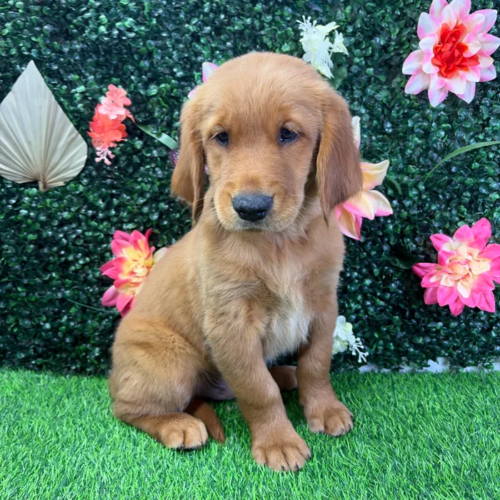 Male Golden Retriever puppy named Buster for sale at Puppy Dreams - Wichita West.