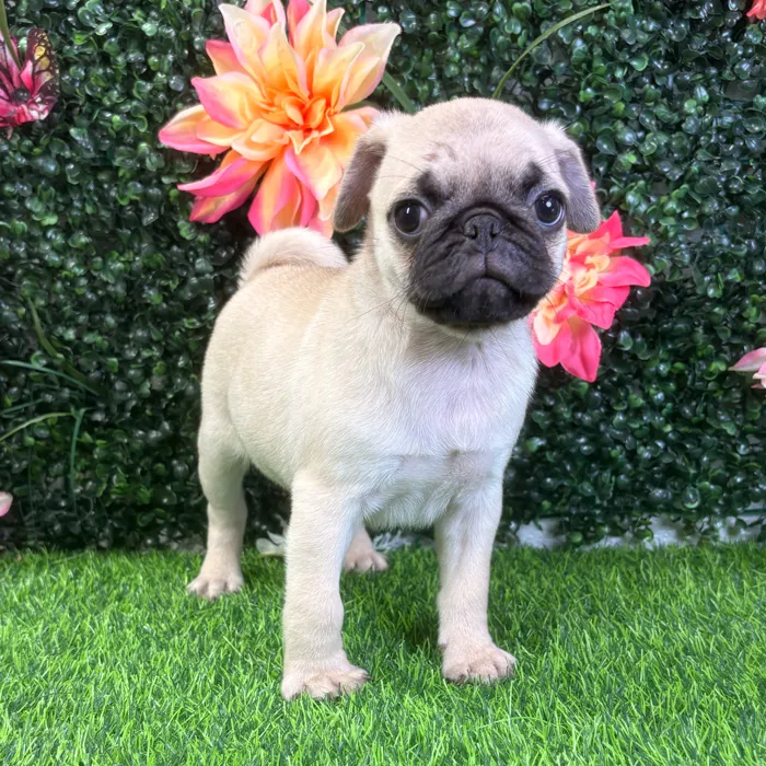 Male Pug puppy named Taz for sale at Puppy Dreams - Wichita West.