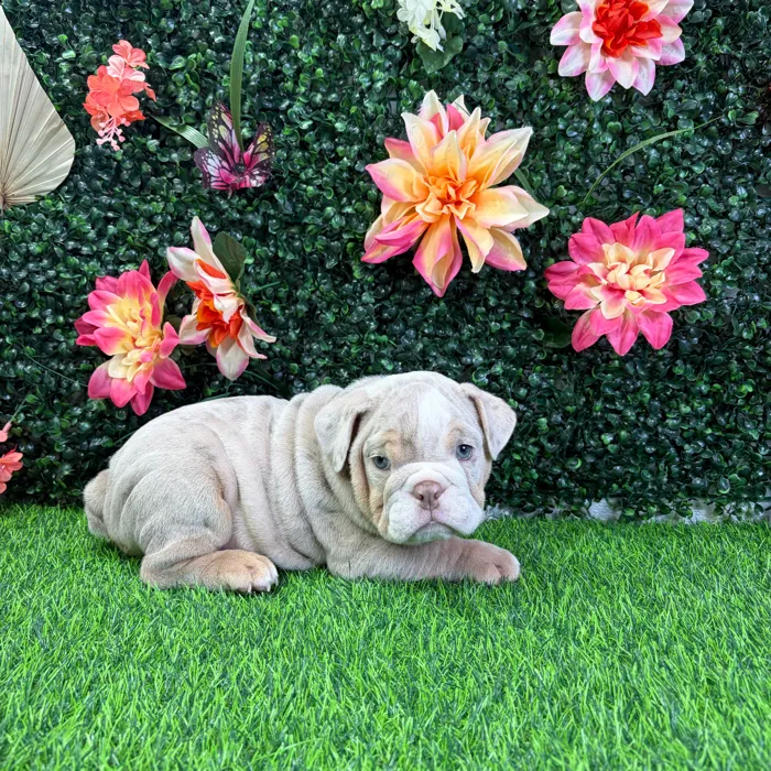 Male English Bulldog puppy named Zero for sale at Puppy Dreams - Wichita West.