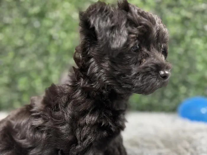 Male Yorkie-Poo Puppy for Sale in Wichita, KS