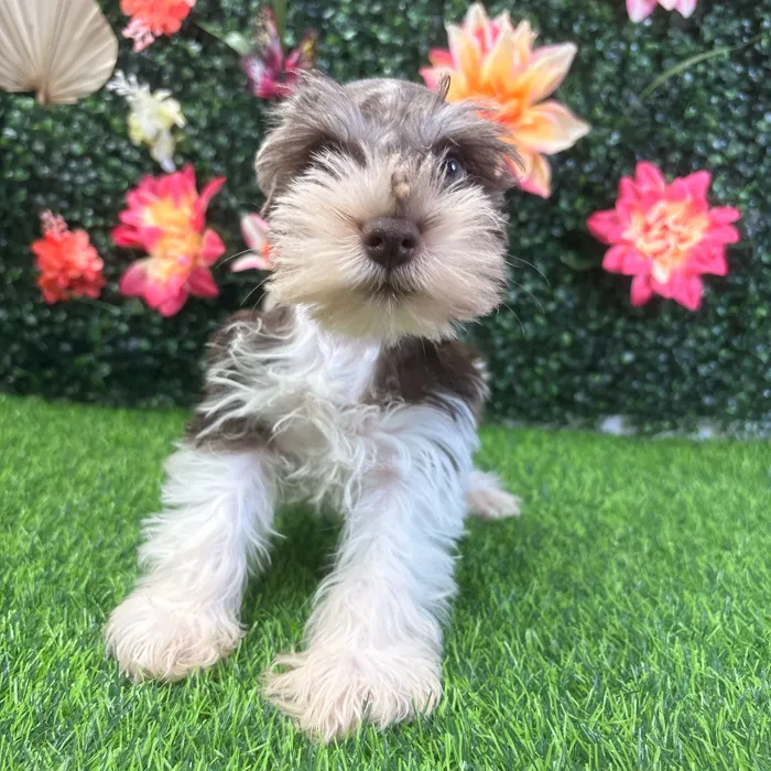 Male Mini Schnauzer puppy named Bowzer for sale at Puppy Dreams - Wichita West.