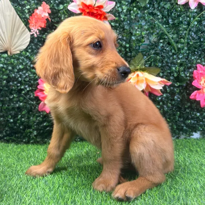 Female Golden Retriever puppy named Daisy for sale at Puppy Dreams - Wichita West.