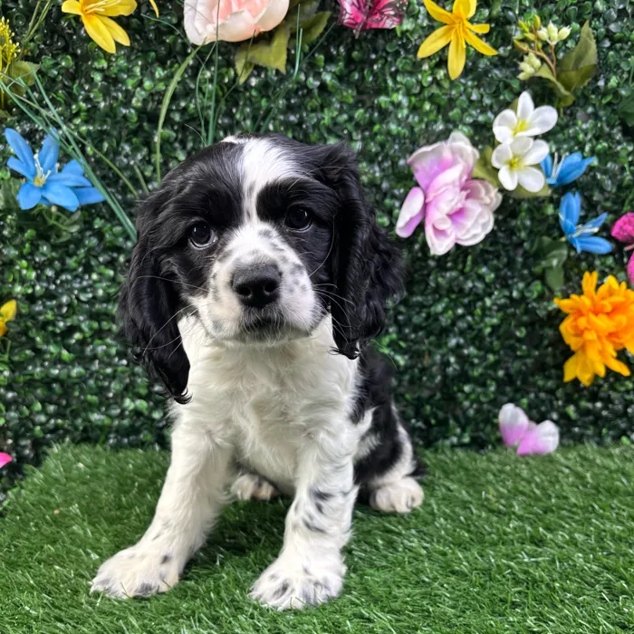 Female Cocker Spaniel puppy named Beulah for sale at Puppy Dreams - Junction City.