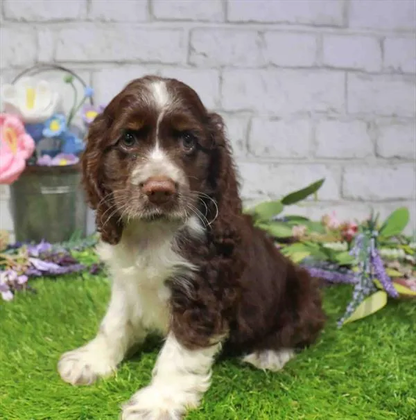 Male Cocker Spaniel puppy for sale at Puppy Dreams - Wichita West.
