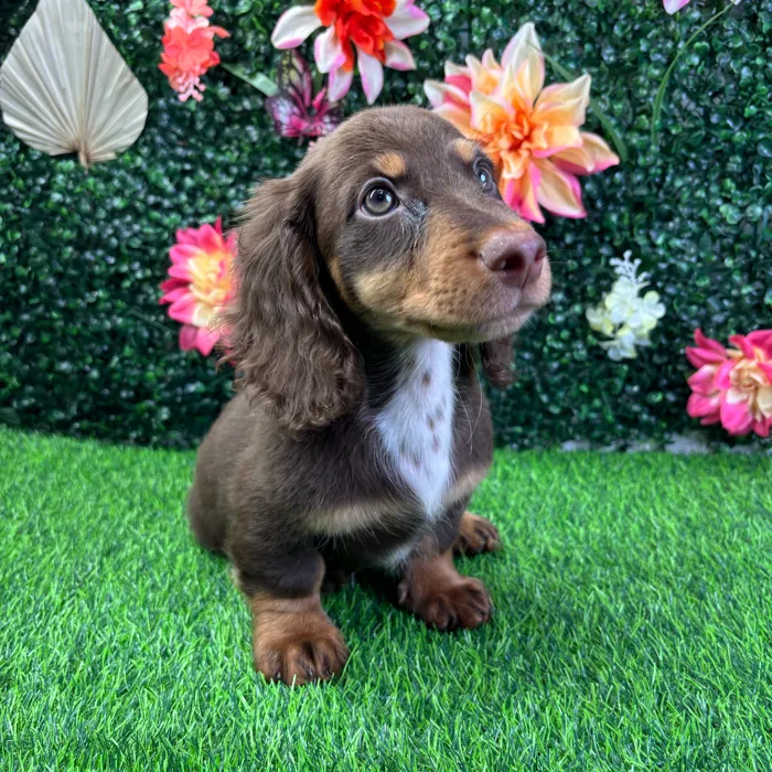 Male Dachshund puppy named Java for sale at Puppy Dreams - Wichita West.