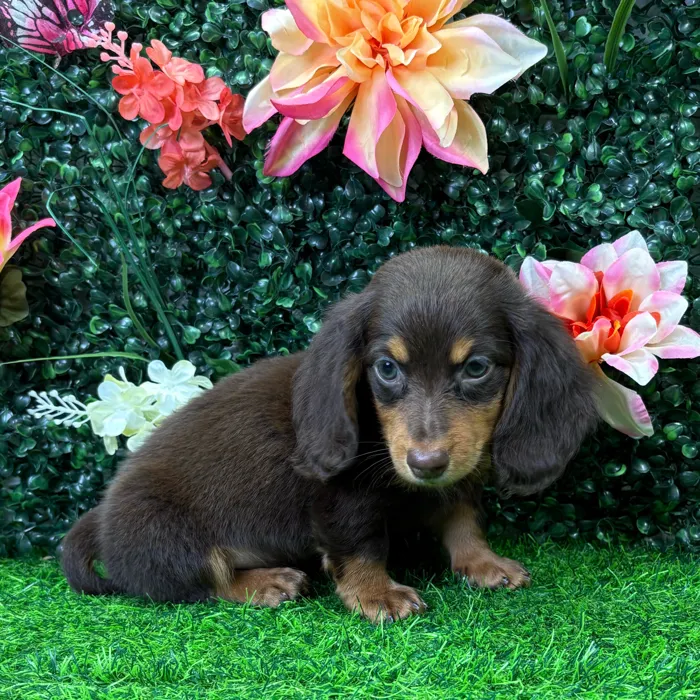 Male Dachshund puppy named Espresso for sale at Puppy Dreams - Wichita West.