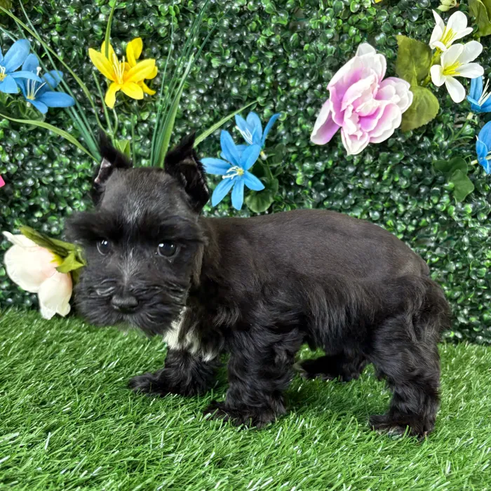 Female Mini Schnauzer puppy named Casserole for sale at Puppy Dreams - Wichita West.