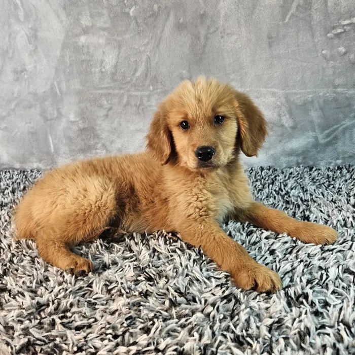 Male Golden Retriever puppy named Tucker for sale at Puppy Dreams - Junction City.