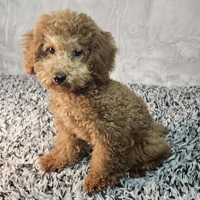 Male Poodle puppy named Winston for sale at Puppy Dreams - Junction City.