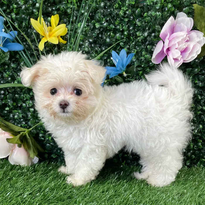 Female Maltipoo puppy named Cotton for sale at Puppy Dreams - Wichita West.