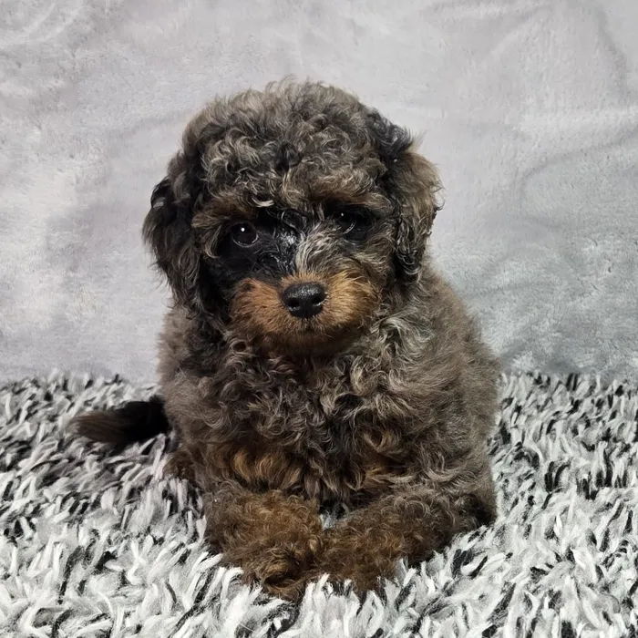 Male Micro Mini Bernedoodle puppy named Blue for sale at Puppy Dreams - Junction City.