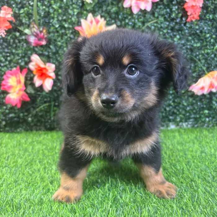 Male Pomeranian/Dachshund puppy named Bear for sale at Puppy Dreams - Wichita West.
