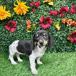 car_main_img_/media/ap_media/pets/TXWLASIZTPMJ141377.webp.250x250_q85.webp