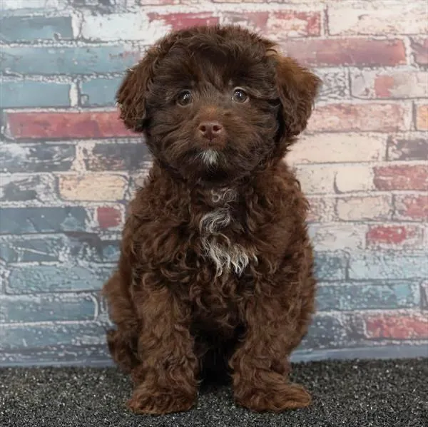 Male Pom-A-Poo puppy for sale at Puppy Dreams - Wichita West.