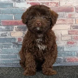 Male Pom-A-Poo puppy for sale at Puppy Dreams - Wichita West.