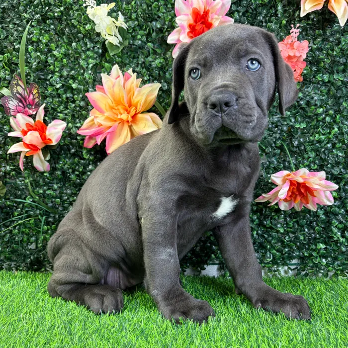 Female Cane Corso puppy named Pearl for sale at Puppy Dreams - Wichita West.