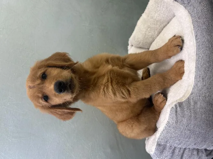 Female Golden Retriever Puppy for Sale in Wichita, KS