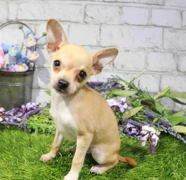 Male Chihuahua puppy for sale at Puppy Dreams - Wichita West.