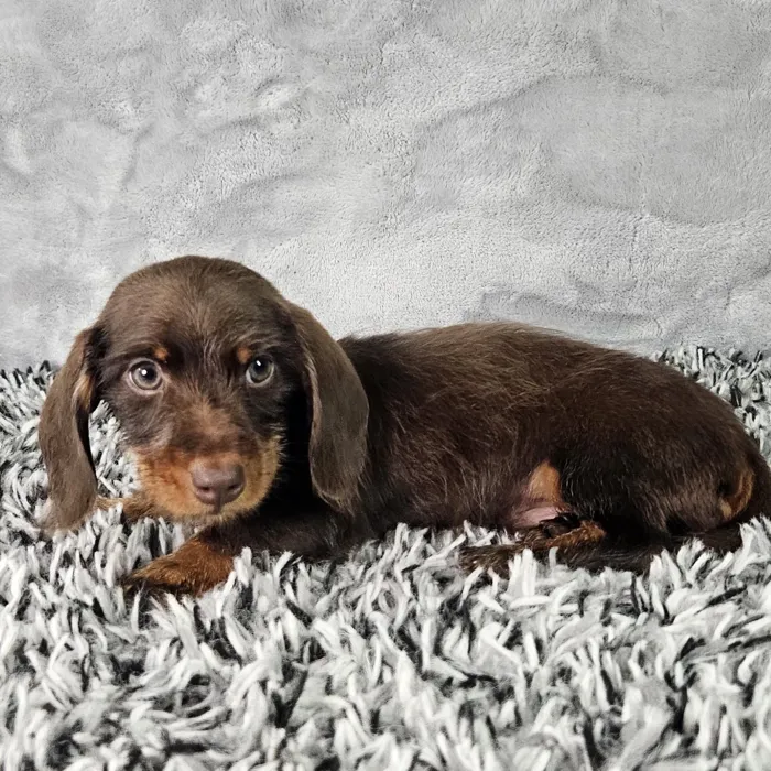 Male Dachshund puppy named Longfellow for sale at Puppy Dreams - Junction City.