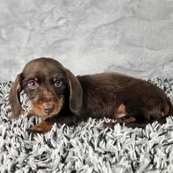 car_main_img_/media/ap_media/pets/UCROVNPBHCRG392481.webp.250x250_q85.webp