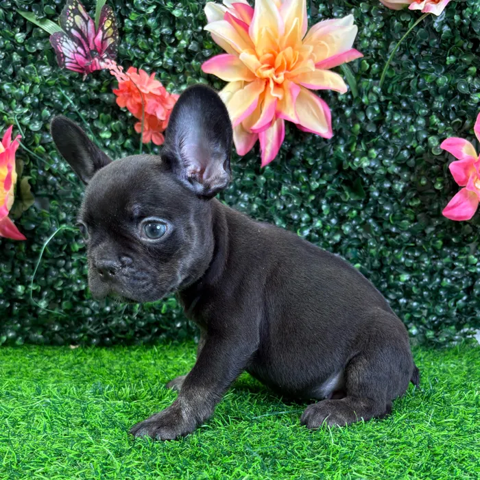 Male French Bulldog puppy named Hugo for sale at Puppy Dreams - Wichita West.