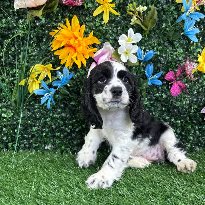 Female Cocker Spaniel puppy named Beulah for sale at Puppy Dreams - Junction City.