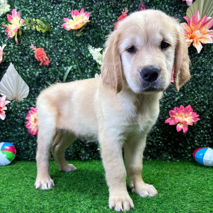 Female Golden Retriever puppy named Celeste for sale at Puppy Dreams - Wichita West.