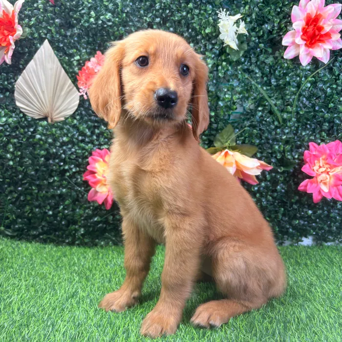 Female Golden Retriever puppy named Daisy for sale at Puppy Dreams - Wichita West.