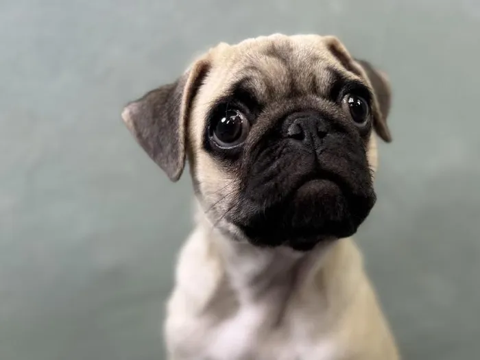 Male Pug Puppy for Sale in Wichita, KS