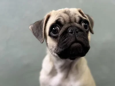 Male Pug Puppy for Sale in Wichita, KS
