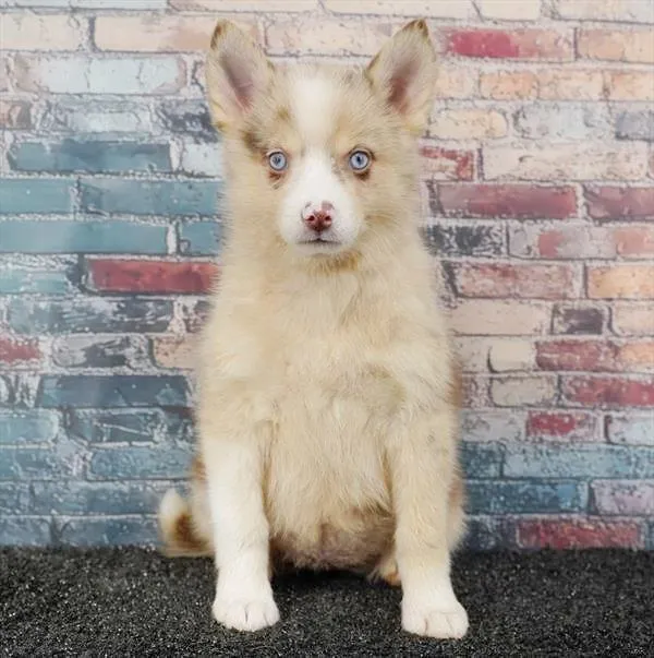 Female Pomsky puppy for sale at Puppy Dreams - Wichita West.