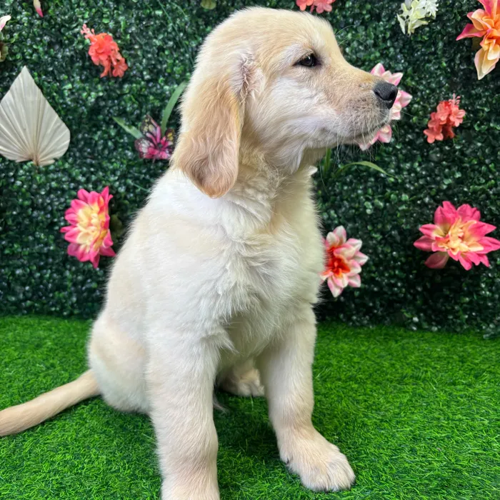 Male Golden Retriever puppy named Trevor for sale at Puppy Dreams - Wichita West.