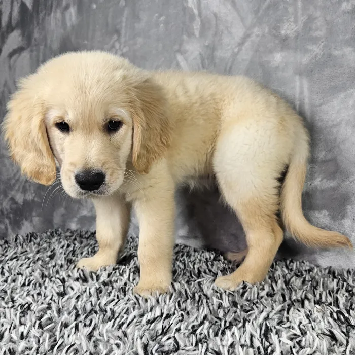Male Golden Retriever puppy named Trevor for sale at Puppy Dreams - Junction City.