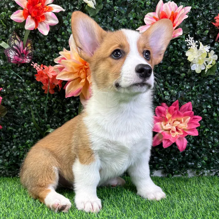 Male Pembroke Welsh Corgi puppy named Wrangler for sale at Puppy Dreams - Wichita West.