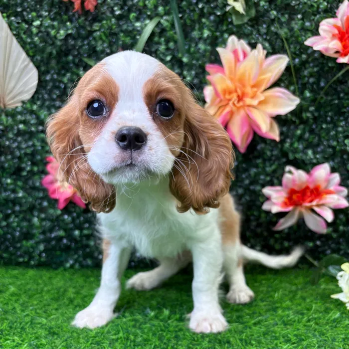 Male Cavalier King Charles Spaniel puppy for sale at Puppy Dreams - Wichita West.