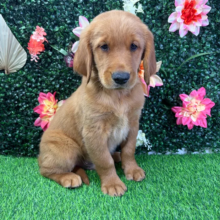Male Golden Retriever puppy named Buster for sale at Puppy Dreams - Wichita West.