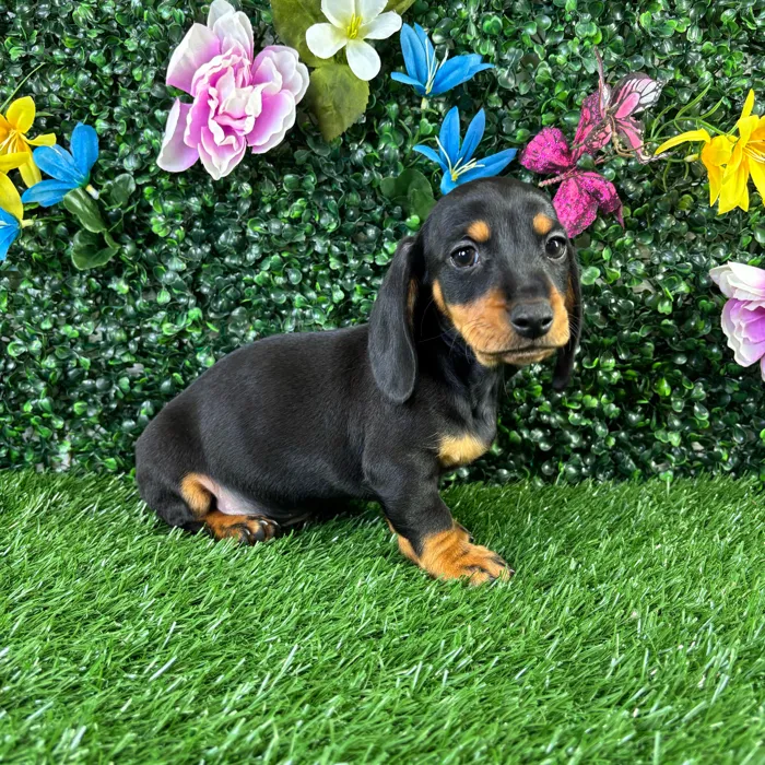 Male Dachshund puppy named Quesadilla for sale at Puppy Dreams - Wichita West.