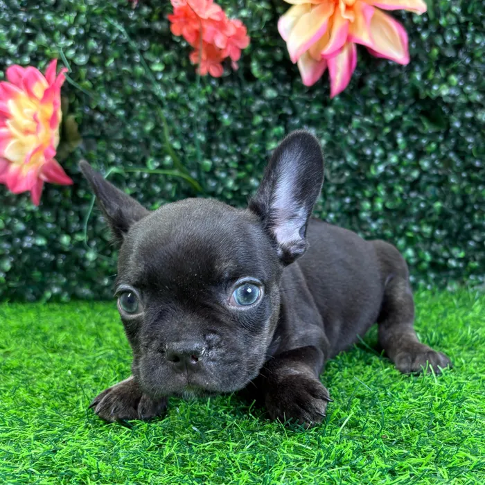 Male French Bulldog puppy named Hugo for sale at Puppy Dreams - Wichita West.