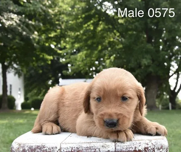 Male Golden Retriever puppy for sale at Puppy Dreams - Wichita West.