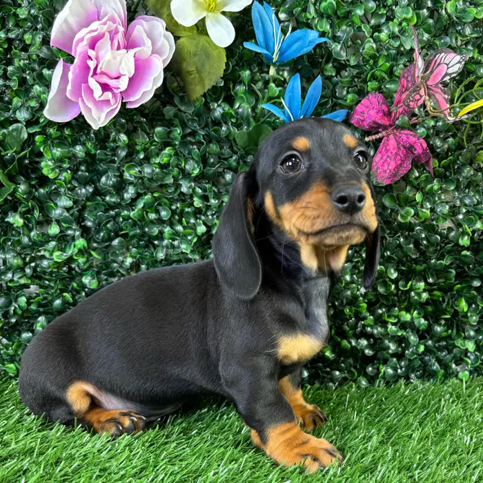 Male Dachshund puppy named Quesadilla for sale at Puppy Dreams - Wichita West.