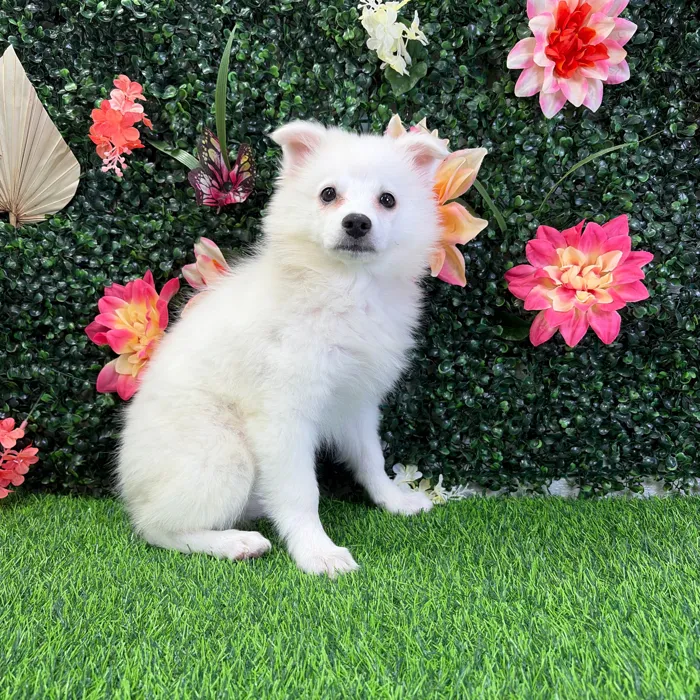 Female American Eskimo puppy named Blanca for sale at Puppy Dreams - Wichita West.