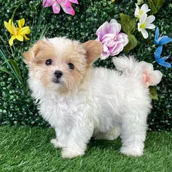 Female Maltipoo puppy named Q-Tip for sale at Puppy Dreams - Wichita West.